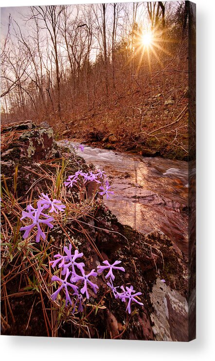 Flowers Acrylic Print featuring the photograph Bell Mountain Wilderness, Missouri. Shut-ins Creek Hike. by Robert Charity