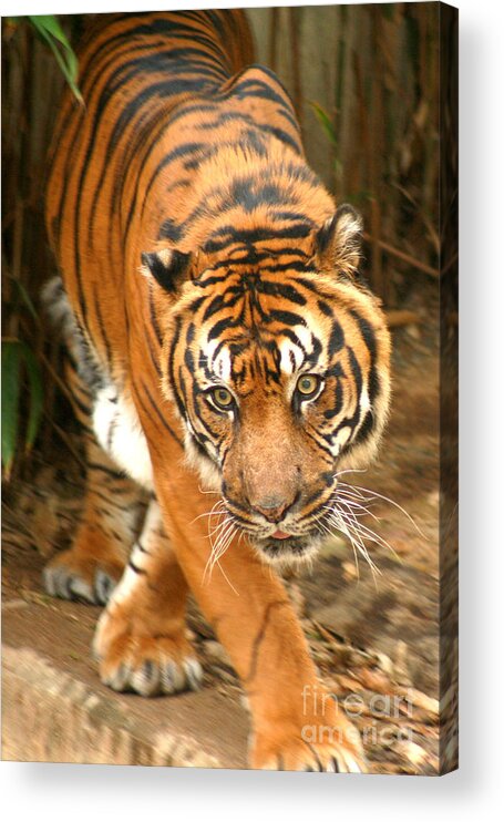 Bengal Acrylic Print featuring the photograph Bengal Tiger by Thomas Marchessault