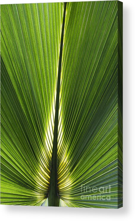 Bermuda Palmetto Acrylic Print featuring the photograph Bermuda Palmetto Palm Leaf by Tim Gainey