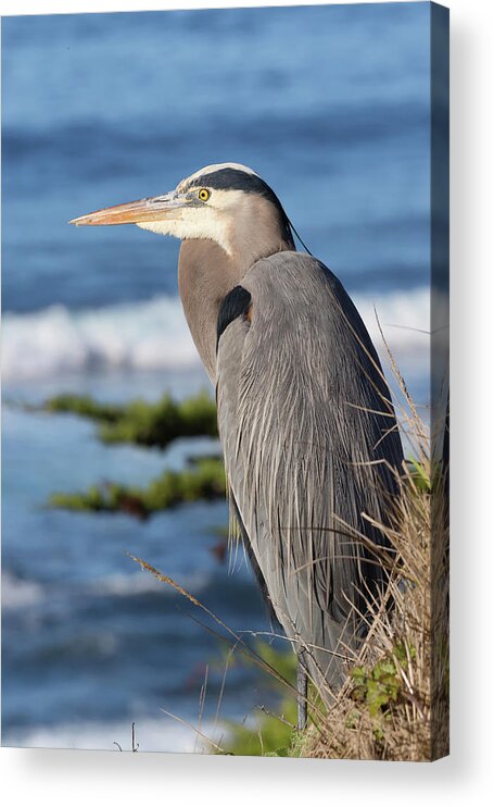 Great Blue Herons Acrylic Print featuring the photograph Bertie above the Ocean by Kathleen Bishop