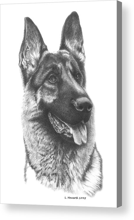 German Shepherd Acrylic Print featuring the drawing Best In Show by Louise Howarth