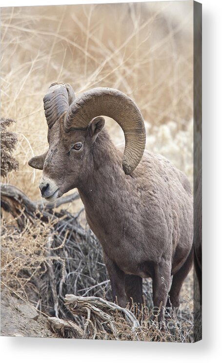 Bighorn Acrylic Print featuring the photograph Bighorn by Douglas Kikendall