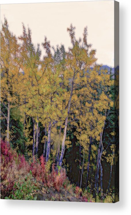 Birch Acrylic Print featuring the photograph Birch Trees #2 by Patricia Dennis