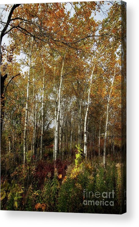 Birch Acrylic Print featuring the photograph Birch Trees by Jimmy Ostgard