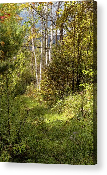 Autumn Birches Acrylic Print featuring the photograph Birches On An Autumn Path by Tom Singleton