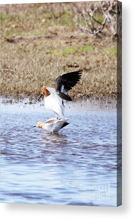 Birds Do It Acrylic Print featuring the photograph Birds Do It by Alyce Taylor