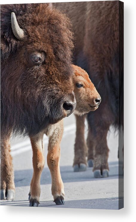 Buffalo Acrylic Print featuring the photograph Bison Family by Wesley Aston