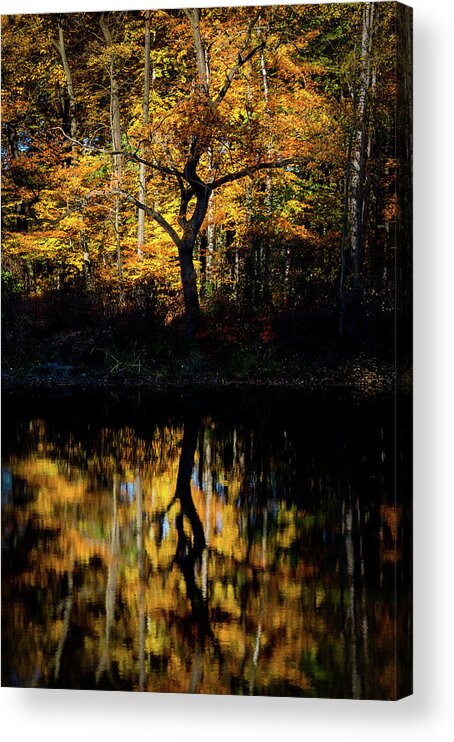 Europe Acrylic Print featuring the photograph Black and Gold by Dmytro Korol