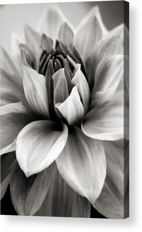 Bw Acrylic Print featuring the photograph Black and White Dahlia by Danielle Miller