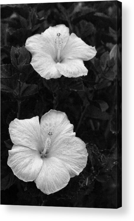 Flower Acrylic Print featuring the photograph Black and White Hibiscus Duo by Amy Fose