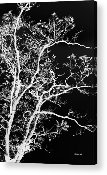 Black And White Acrylic Print featuring the photograph Black and White Tree Art I by Christina Rollo