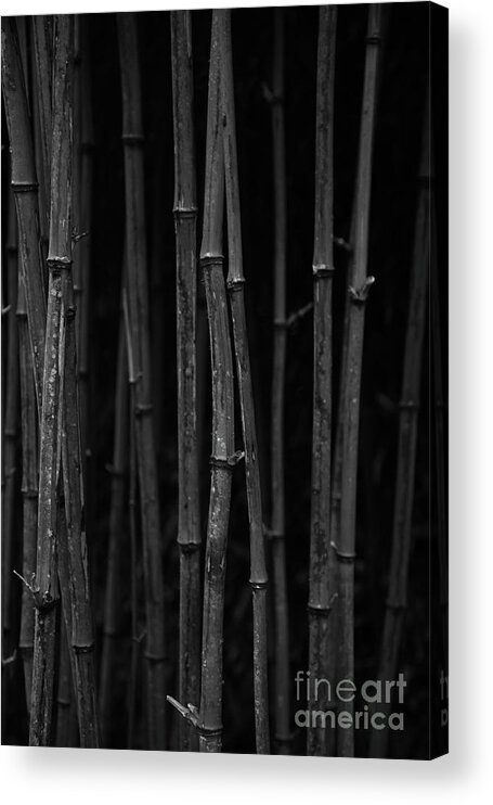 Bamboo Acrylic Print featuring the photograph Black Bamboo by Timothy Johnson