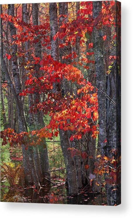 Acadia Acrylic Print featuring the photograph Black Birch Tree Splendor by Juergen Roth