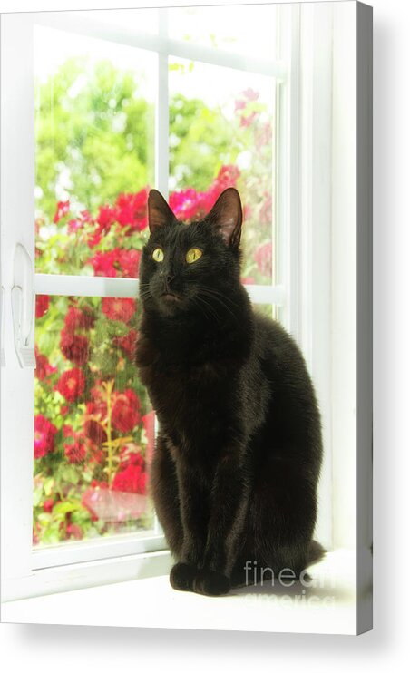 Beautiful Acrylic Print featuring the photograph Black Cat in White Frames by Sari ONeal