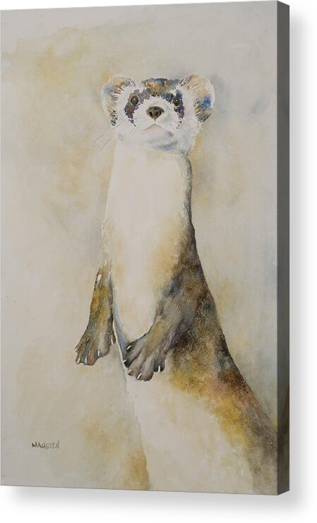 Animals Acrylic Print featuring the painting Black-footed Ferret by Maureen Moore