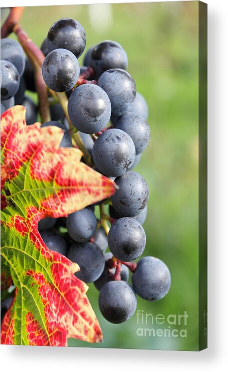 Black Grapes On The Vine Grape Grapevine Leaf Red Detail Close Up Vineyard Acrylic Print featuring the photograph Black Grapes on the Vine by Julia Gavin