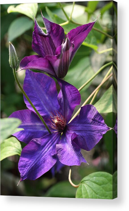 Abundant Acrylic Print featuring the photograph Black Tea Clematis by Tammy Pool