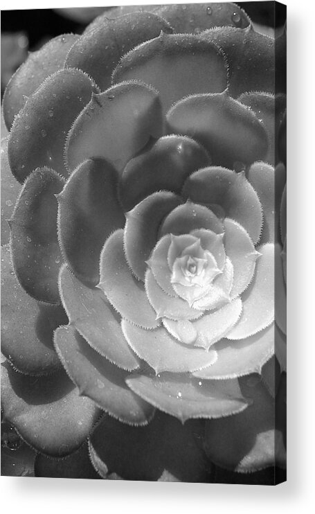 Flower Acrylic Print featuring the photograph Blackand White Cabbage Cactus by Amy Fose