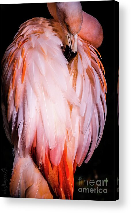 Flamingo Acrylic Print featuring the photograph Blood Red Phoenix Flamingo by Margaux Dreamaginations