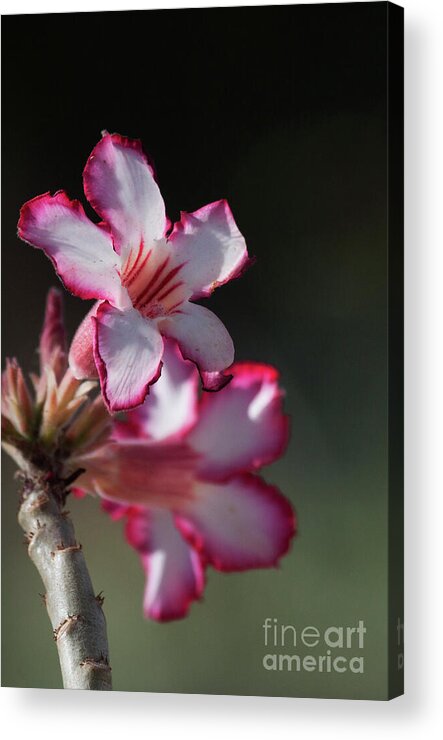 Desert Rose Acrylic Print featuring the photograph Blooming desert rose by Ruth Jolly