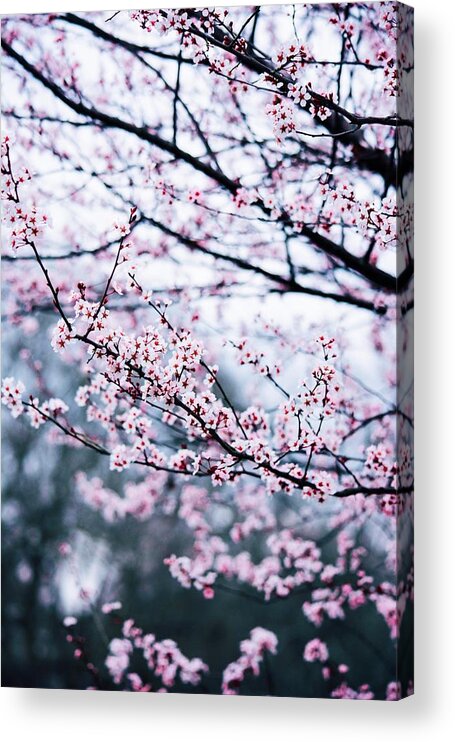 Cherry Blossom Acrylic Print featuring the photograph Blossoming Buds by Parker Cunningham