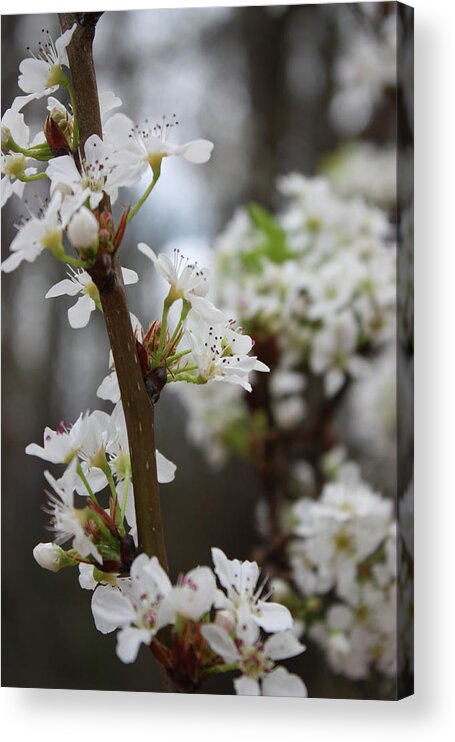 Flowers Acrylic Print featuring the photograph Blossoming Flowers by James Woody