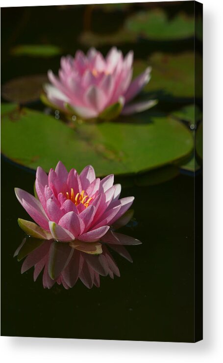 Bloom Acrylic Print featuring the photograph Blossoms and Lily Pads 9 by Dimitry Papkov