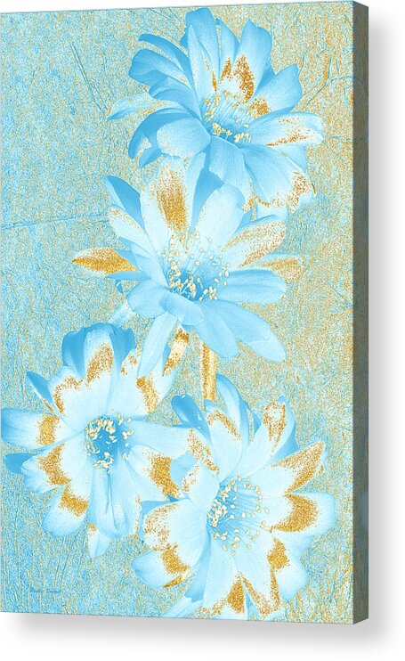 Flower Acrylic Print featuring the photograph Blue And Gold Flowers by Phyllis Denton