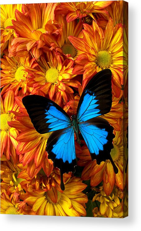 Butterfly Acrylic Print featuring the photograph Blue butterfly on mums by Garry Gay