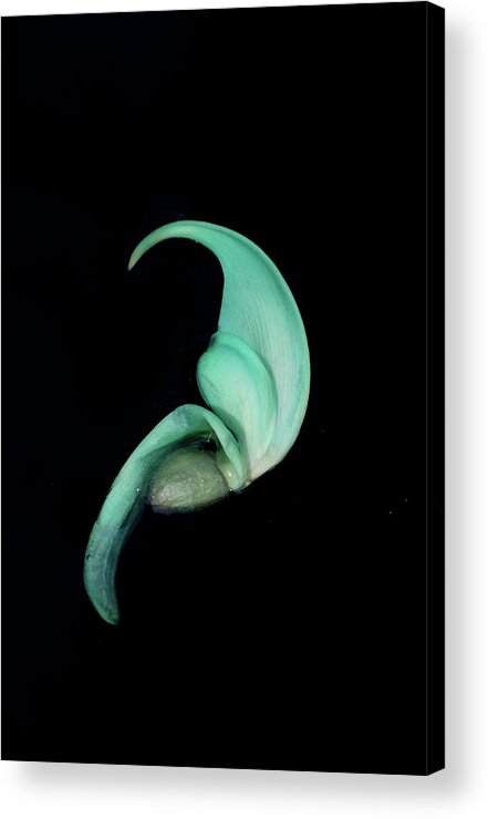 Jade Vine Acrylic Print featuring the photograph Blue Claw by Cate Franklyn