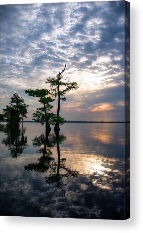 Crystal Yingling Acrylic Print featuring the photograph Blue Cypress Sunrise #2 by Ghostwinds Photography
