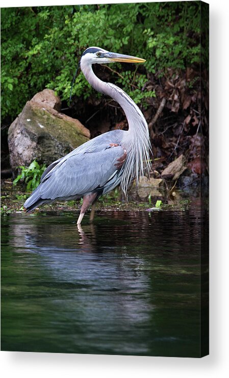  Acrylic Print featuring the photograph Blue Heron by Bud Simpson