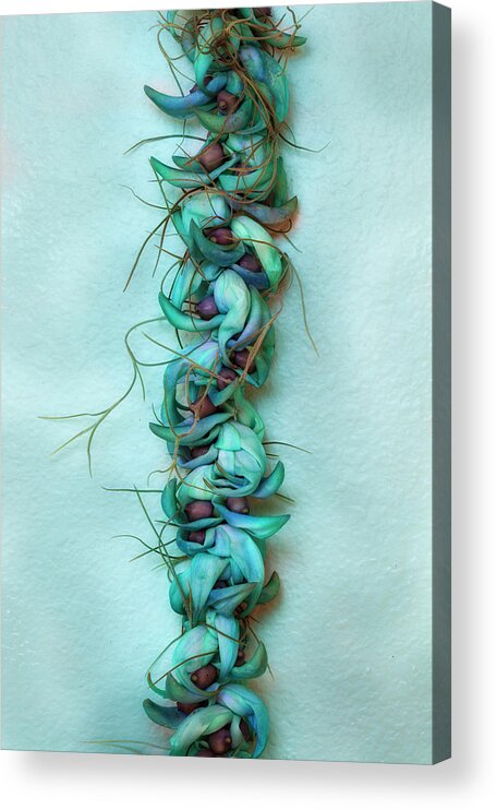 Blue Acrylic Print featuring the photograph Blue Jade Lei with Hinahina by Jade Moon