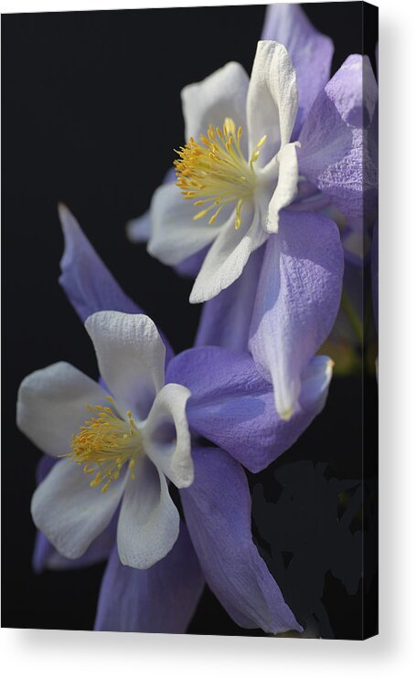 Blue Acrylic Print featuring the photograph Blue Swan Columbine by Tammy Pool