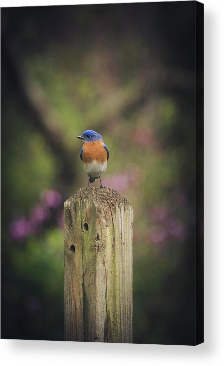 Bluebird Acrylic Print featuring the photograph Blue with a bit of pink by Robert L Jackson