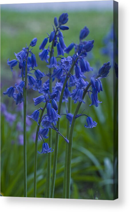 Bluebell Acrylic Print featuring the photograph Bluebells by Rob Hemphill