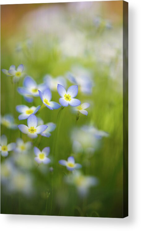 Blue Acrylic Print featuring the photograph Bluets by Kim Carpentier
