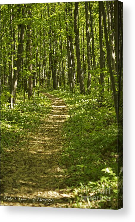 Trail Acrylic Print featuring the photograph Bluff Trail Awenda Provincial Park by Elaine Mikkelstrup