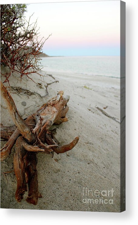 Driftwood Acrylic Print featuring the photograph Bonanza Beach Driftwood by Becqi Sherman