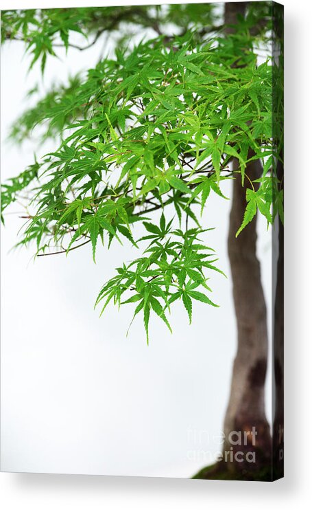 Acer Palmatum Acrylic Print featuring the photograph Bonsai Acer Tree by Tim Gainey