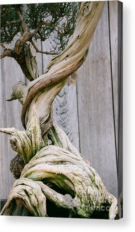 Tree Acrylic Print featuring the photograph Bonsai by Dean Triolo