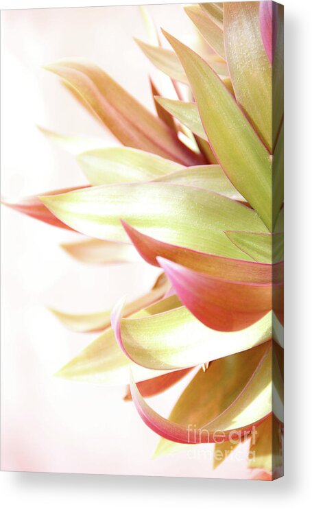 Plant Acrylic Print featuring the photograph Botanical Dance by Becqi Sherman