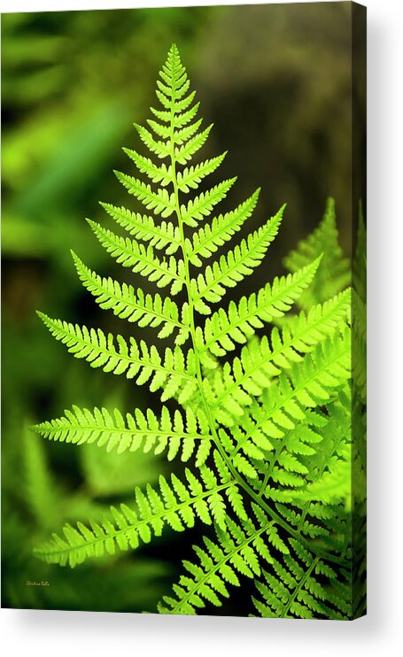 Fern Acrylic Print featuring the photograph Botanical Fern by Christina Rollo