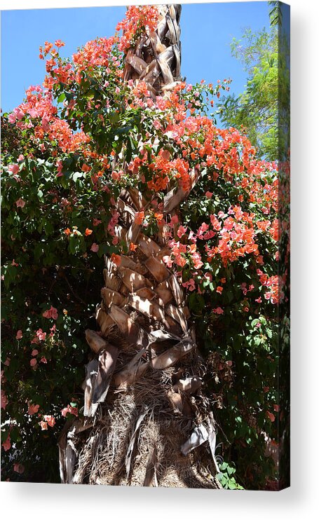 Bougainvillea Acrylic Print featuring the photograph Bougainvillea on Palm by Aimee L Maher ALM GALLERY
