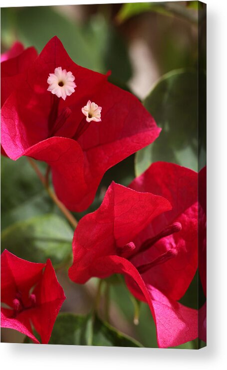 Flower Acrylic Print featuring the photograph Bougainvillea by Tammy Pool