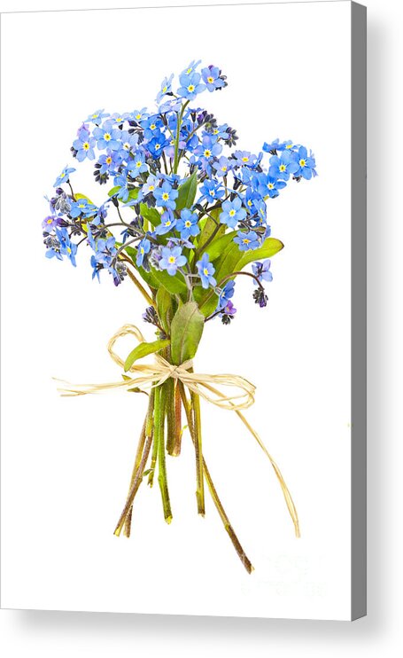 Bouquet Acrylic Print featuring the photograph Bouquet of forget-me-nots by Elena Elisseeva
