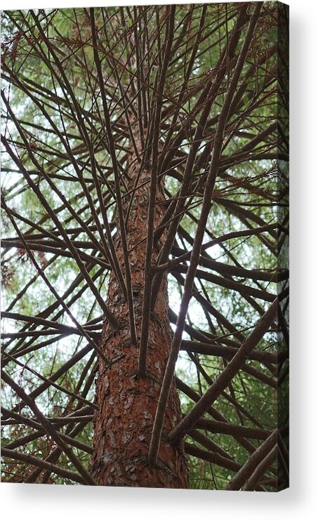 Branches Acrylic Print featuring the photograph Branches by Christy Pooschke