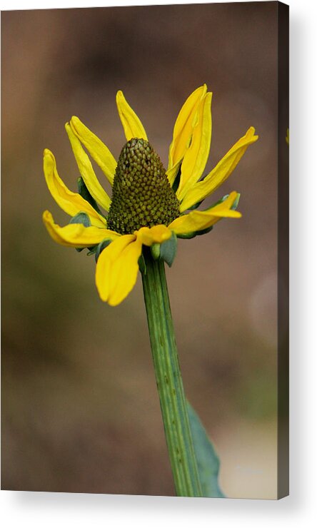 Flower Acrylic Print featuring the photograph Bright and Shining by Deborah Crew-Johnson
