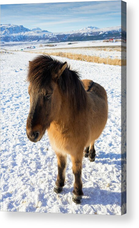 Horse Acrylic Print featuring the photograph Brown Icelandic horse in winter in Iceland by Matthias Hauser