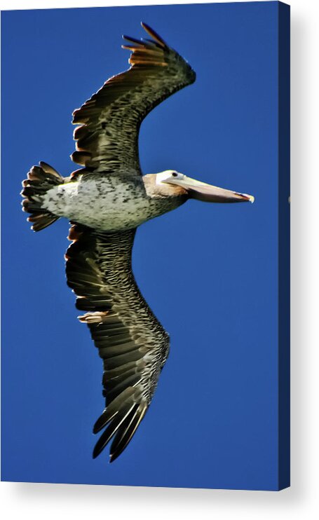 Brown Pelican Acrylic Print featuring the photograph Brown Pelican by Albert Seger